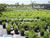 Review of Common Pests of Ornamental Plants