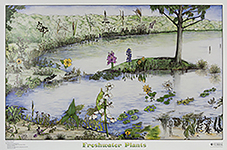 Florida's Freshwater Plants Poster