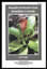 Mosquito Production from Bromeliads