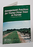 Management Practices for Young Citrus Trees in Florida