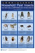 Look-alikes: Household Pest Insects