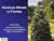 Noxious Weeds in Florida