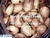 Stored Product Pests