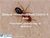General Household Pest Control II: Ants