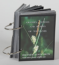 Grasses, Sedges and Rushes of Wetlands Identification Deck