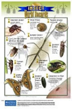 Insect World Records Poster