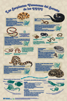 Las Serpientes Venenosas del Sureste de los EEUU