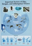 Important Vectors of Zika, Dengue, and Chikungunya Viruses poster