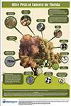 Olive Pests