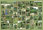 More Invasive Non-Native Plants Photo Mural