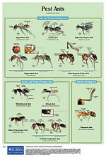 Pest Ants