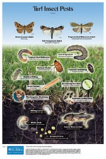 Turf Insect Pests