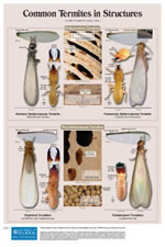 Common Termites in Structures