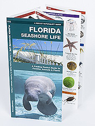 Florida Seashore Life Folding Guide