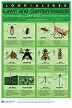 Look-alikes: Lawn and Garden Insects
