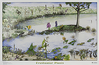 Freshwater Plants Poster 