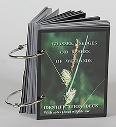 Grasses, Sedges and Rushes of Wetlands Identification Deck 