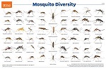 Mosquito Diversity Poster