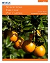 Image of oranges in a tree