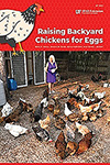 Woman feeding chicken in a chicken coop