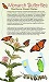 Monarch Butterflies: Northern Great Plains