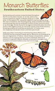 Monarch Butterflies: Southeastern United States