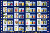 Mango Varieties Wall Poster